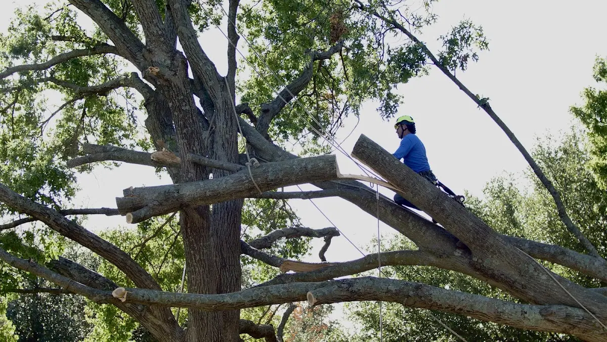 Professional Crown Thinning performed by certified arborists in Ferndale
