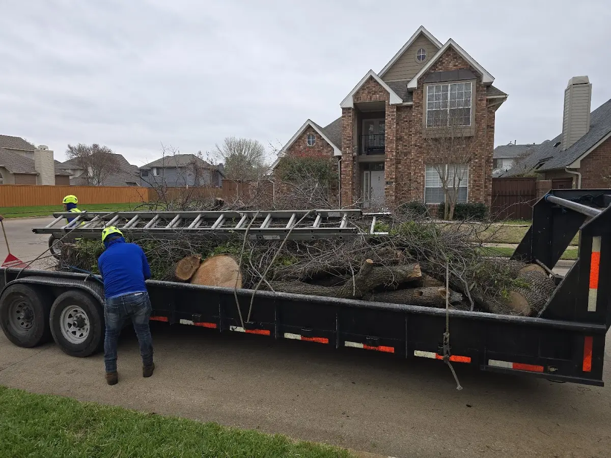 Expert Tree Pest Control with proper safety equipment in Ferndale